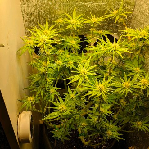 Black Cherry Punch growlog timeline photo
