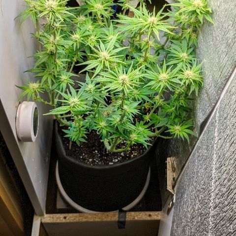 Black Cherry Punch growlog timeline photo
