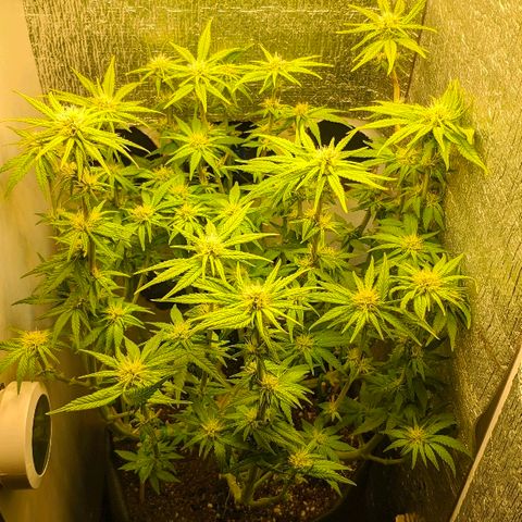 Black Cherry Punch growlog timeline photo