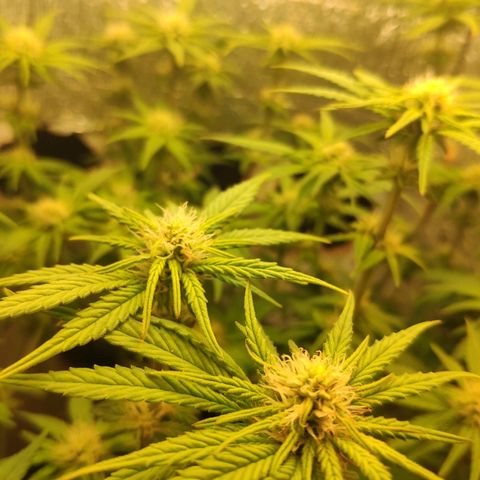 Black Cherry Punch growlog timeline photo