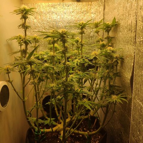 Black Cherry Punch growlog timeline photo
