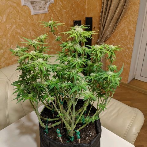 Black Cherry Punch growlog timeline photo