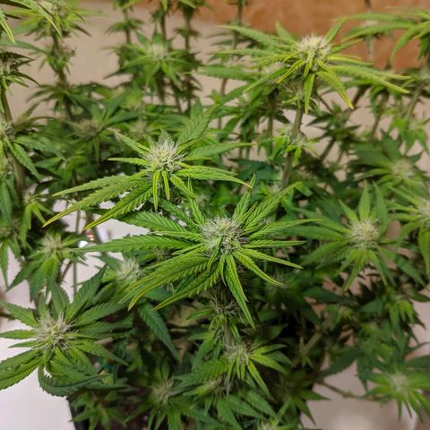 Black Cherry Punch growlog timeline photo