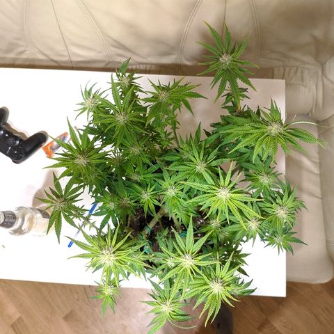 Black Cherry Punch growlog timeline photo