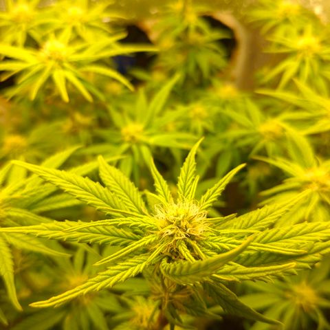 Black Cherry Punch growlog timeline photo