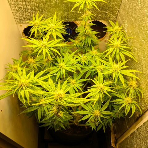 Black Cherry Punch growlog timeline photo