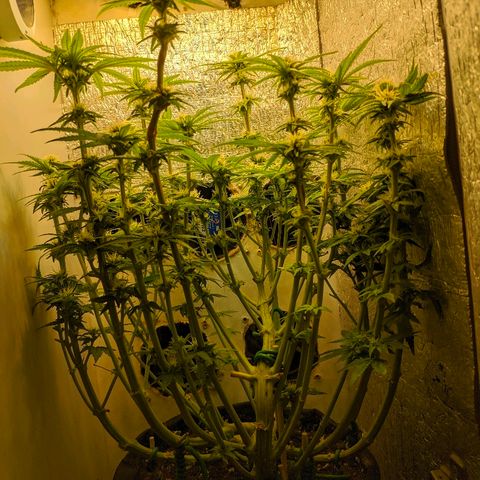 Black Cherry Punch growlog timeline photo