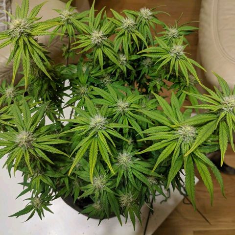 Black Cherry Punch growlog timeline photo