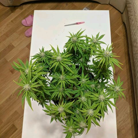 Black Cherry Punch growlog timeline photo