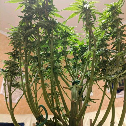 Black Cherry Punch growlog timeline photo