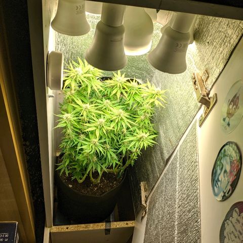 Black Cherry Punch growlog timeline photo