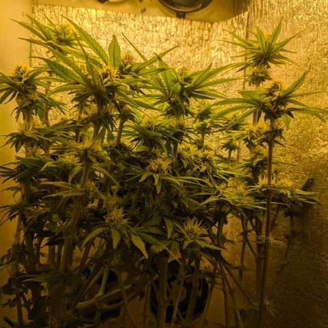 Black Cherry Punch growlog timeline photo