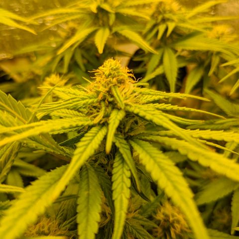 Black Cherry Punch growlog timeline photo