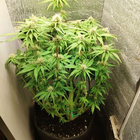 Black Cherry Punch growlog timeline photo