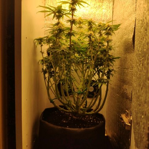Black Cherry Punch growlog timeline photo