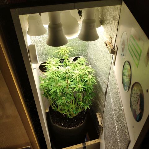 Black Cherry Punch growlog timeline photo