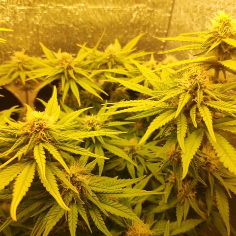 Black Cherry Punch growlog timeline photo