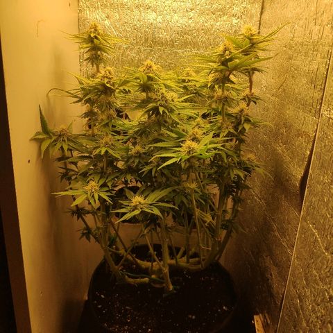 Black Cherry Punch growlog timeline photo