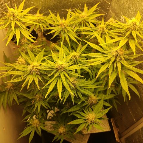 Black Cherry Punch growlog timeline photo