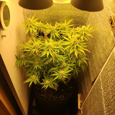 Black Cherry Punch growlog timeline photo