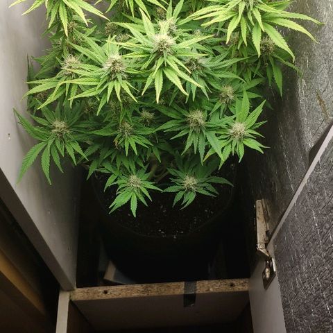 Black Cherry Punch growlog timeline photo