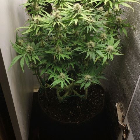 Black Cherry Punch growlog timeline photo