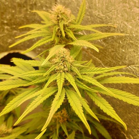 Black Cherry Punch growlog timeline photo