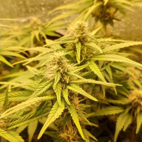 Black Cherry Punch growlog timeline photo