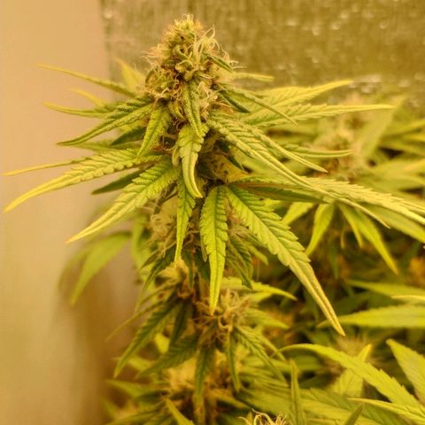 Black Cherry Punch growlog timeline photo