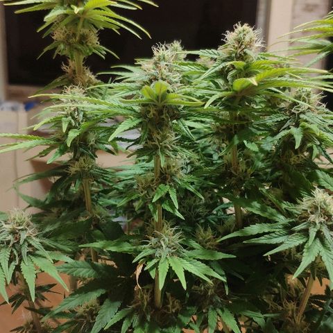 Black Cherry Punch growlog timeline photo