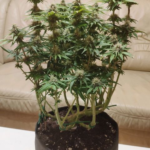 Black Cherry Punch growlog timeline photo