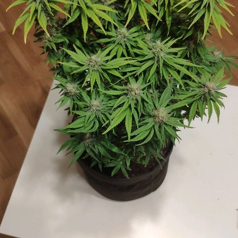 Black Cherry Punch growlog timeline photo