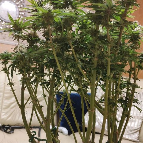 Black Cherry Punch growlog timeline photo