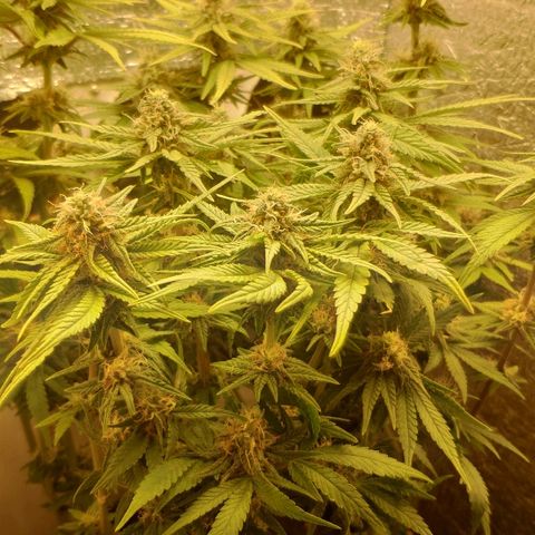 Black Cherry Punch growlog timeline photo
