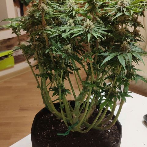 Black Cherry Punch growlog timeline photo