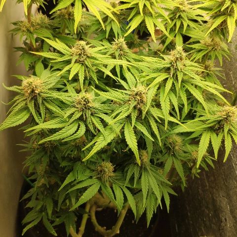 Black Cherry Punch growlog timeline photo