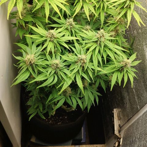 Black Cherry Punch growlog timeline photo