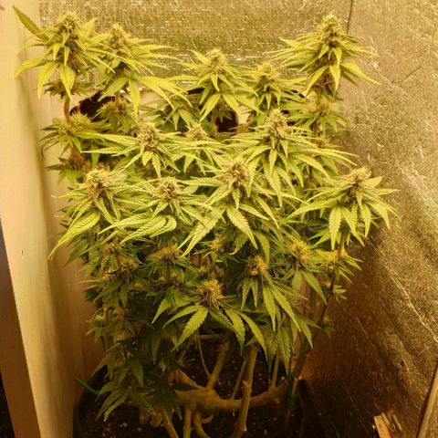 Black Cherry Punch growlog timeline photo