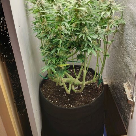 Black Cherry Punch growlog timeline photo