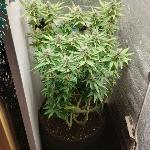 Black Cherry Punch growlog timeline photo