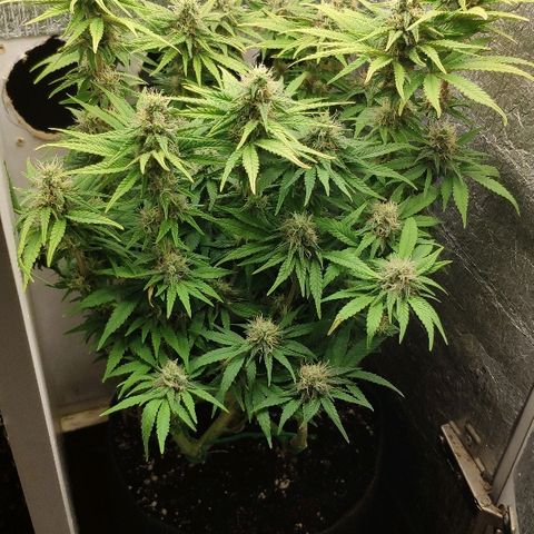Black Cherry Punch growlog timeline photo