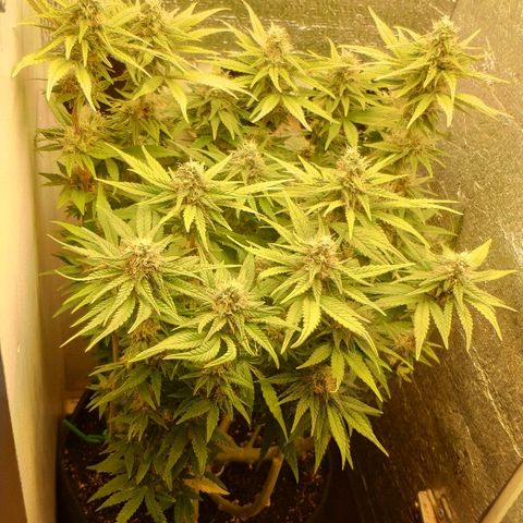 Black Cherry Punch growlog timeline photo