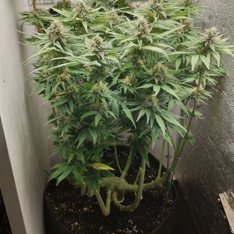 Black Cherry Punch growlog timeline photo