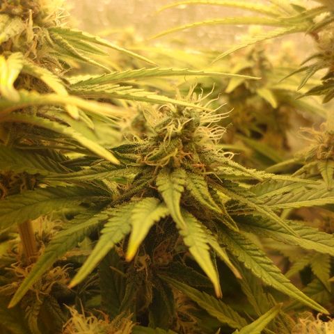 Black Cherry Punch growlog timeline photo