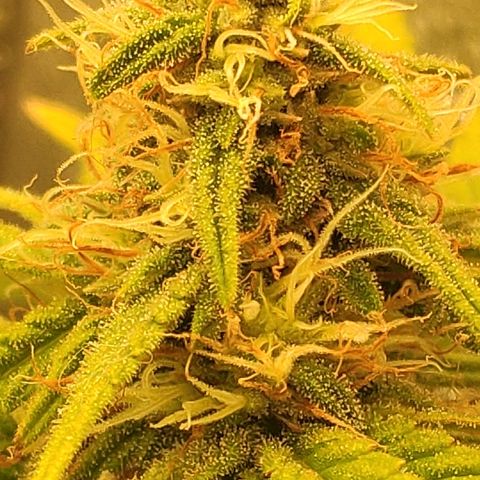 Black Cherry Punch growlog timeline photo