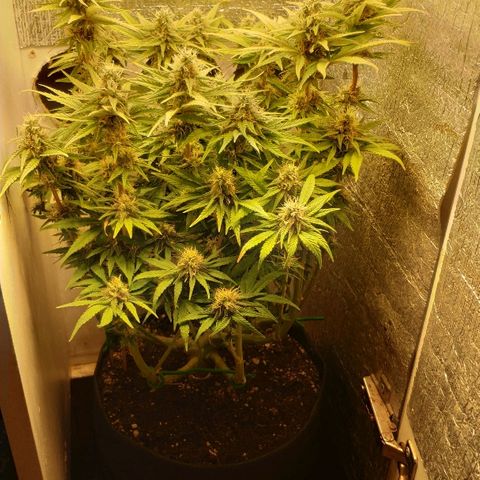 Black Cherry Punch growlog timeline photo