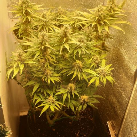 Black Cherry Punch growlog timeline photo
