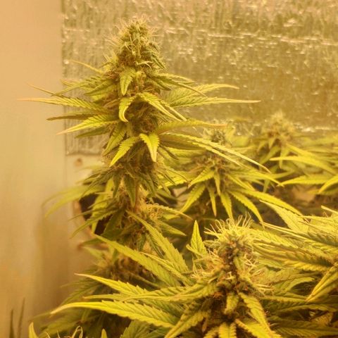 Black Cherry Punch growlog timeline photo
