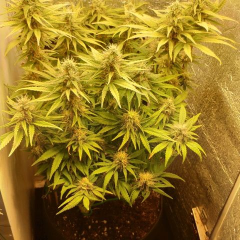 Black Cherry Punch growlog timeline photo