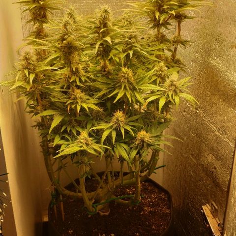Black Cherry Punch growlog timeline photo